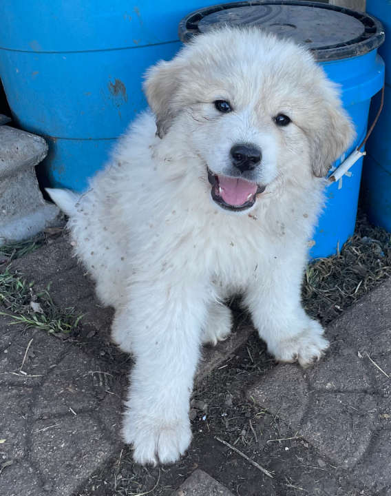 Great Pyrenees Puppies